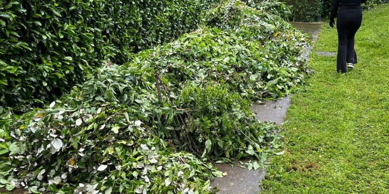Photo-1-avant-entretien-espaces-verts-copropriete-par-purity-corp